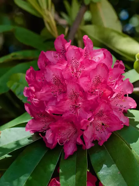 Różanecznik (Rhododendron) Różowy  
