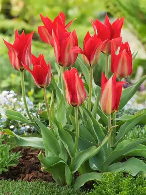 Tulipan Botaniczny (Tulipa) 'Eichleri' 5 szt