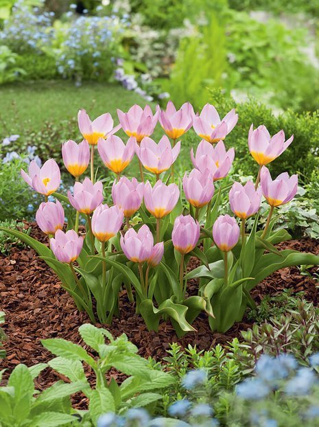 Tulipan Botaniczny (Tulipa) 'Lilac Wonder' 10 szt.