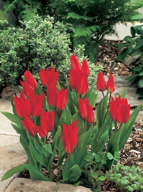 Tulipan Botaniczny (Tulipa) 'Praestans Fusilier' 5 szt.