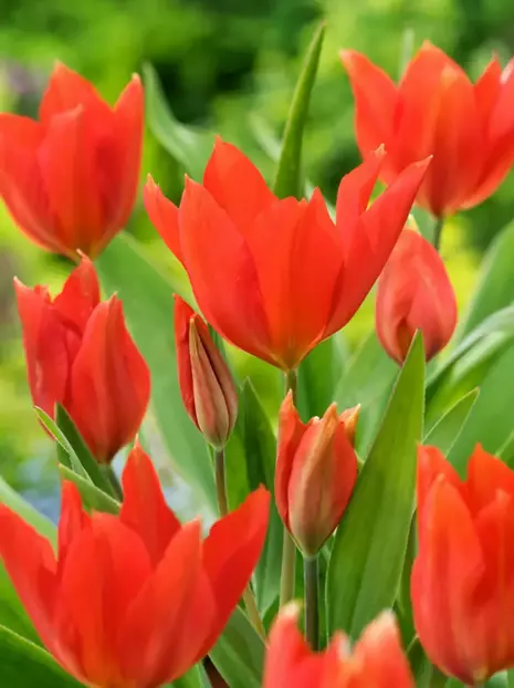 Tulipan Botaniczny (Tulipa) 'Praestans van Tubergens Variety' 5 szt.