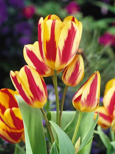 Tulipan Bukietowy (Tulipa) 'Colour Spectacle' 5 szt.