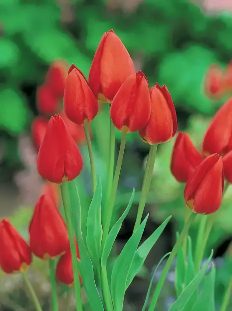 Tulipan Bukietowy (Tulipa) 'Orange Bouquet' 5 szt.