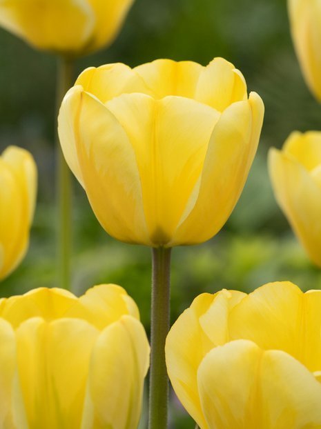 Tulipan Darwina (Tulipa) 'Jaap Groot' 5 szt.