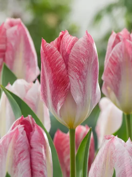 Tulipan Fosteriana (Tulipa) 'Flaming Purissima' 5 szt.