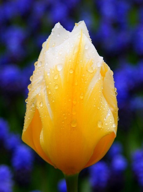 Tulipan Fosteriana (Tulipa) 'Sweetheart' 5 szt.