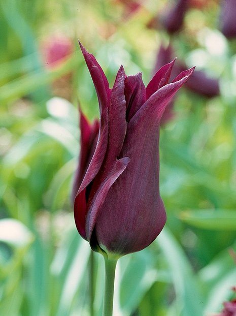 Tulipan Liliokształtny (Tulipa) 'Burgundy' 5 szt.