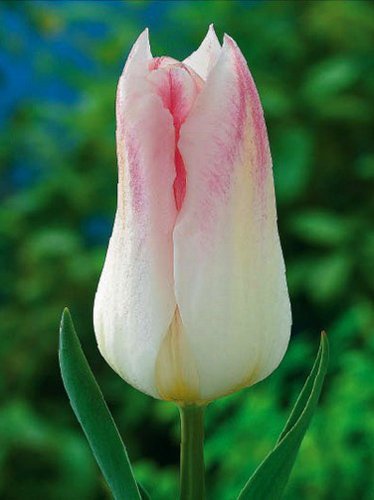 Tulipan Liliokształtny (Tulipa) 'Holland Chic' 5 szt.