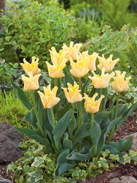 Tulipan Liliokształtny (Tulipa) 'Yellow Crown'  5 szt.