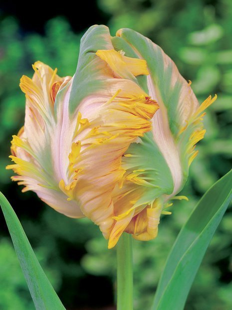 Tulipan Papuzi (Tulipa) 'Golden Glasnost' 5 szt.