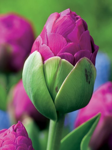 Tulipan Pełny Późny (Tulipa) 'Abigail' 5 szt.