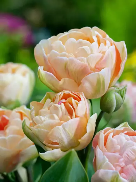 Tulipan Pełny Późny (Tulipa) 'Charming Beauty' 5 szt.