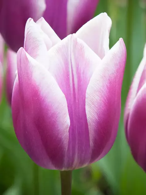 Tulipan Pełny Późny (Tulipa) 'Purple Elegance' 5 szt.