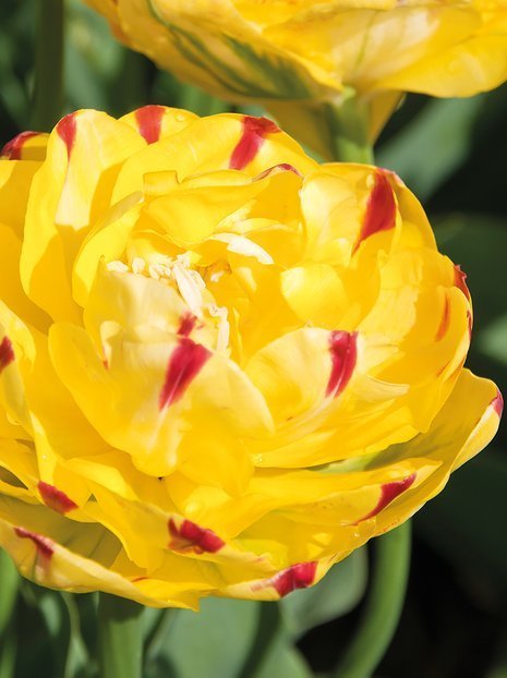 Tulipan Pełny Późny (Tulipa) 'Yellow Danceline' 2 szt.