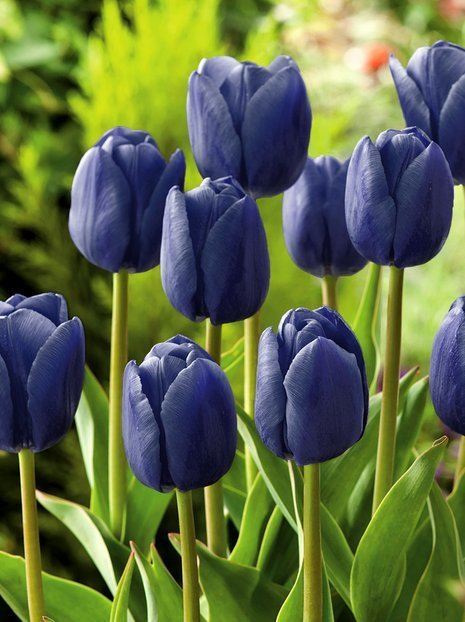 Tulipan Pojedynczy Późny (Tulipa) 'Blue Aimable' 5 szt.