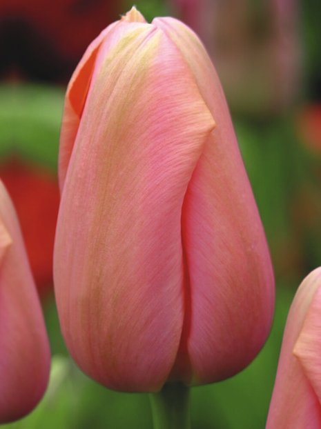 Tulipan Pojedynczy Późny (Tulipa) 'Menton' 5 szt.
