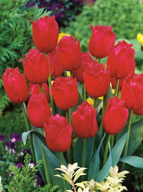 Tulipan Strzępiasty (Tulipa) 'Burgundy Lace' 5 szt.