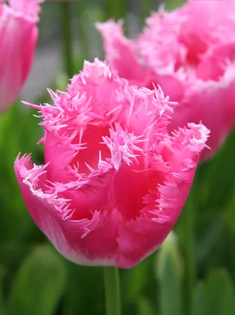 Tulipan Strzępiasty (Tulipa) 'Fancy Frills' 5 szt.