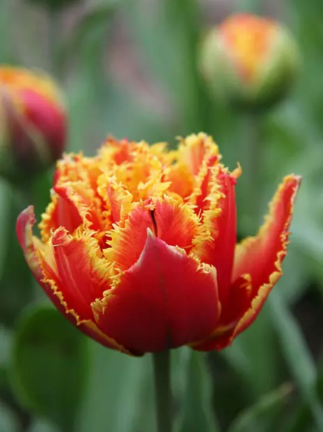 Tulipan Strzępiasty (Tulipa) 'Gold Dust' 5 szt.