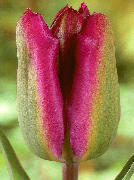 Tulipan Tani (Tulipa) 'Nightrider'