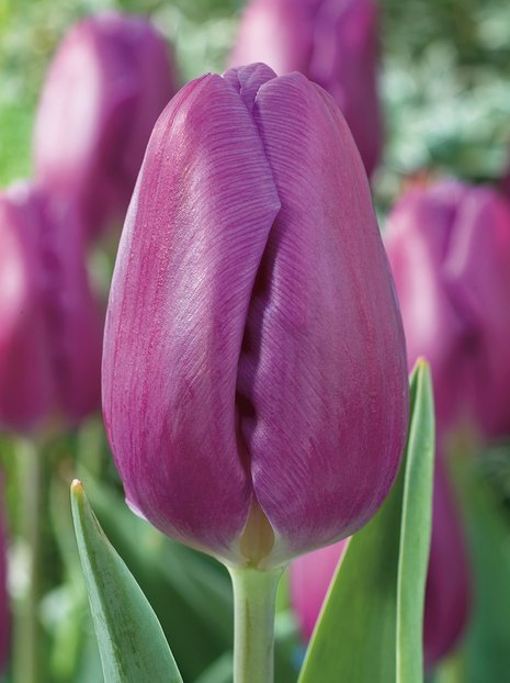 Tulipan Triumph (Tulipa) Fioletowy Najtańszy 15 szt.