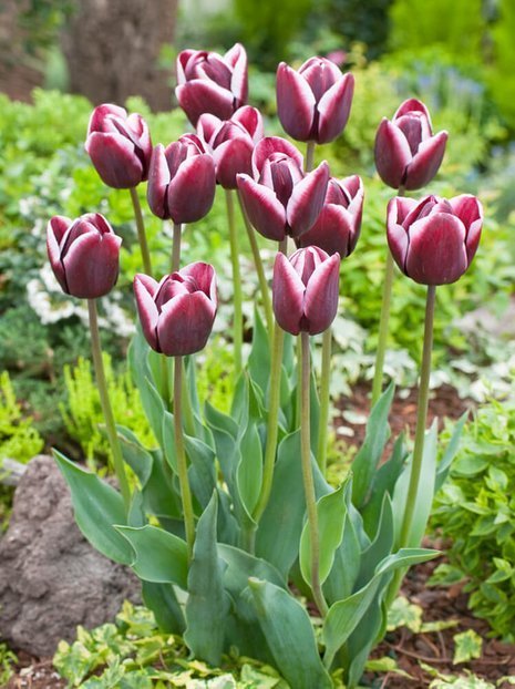 Tulipan Triumph (Tulipa) 'Fontainebleau' 5 szt.