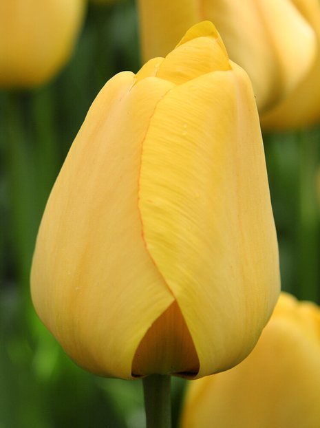 Tulipan Triumph (Tulipa) 'Golden Apeldoorn' 5 szt.