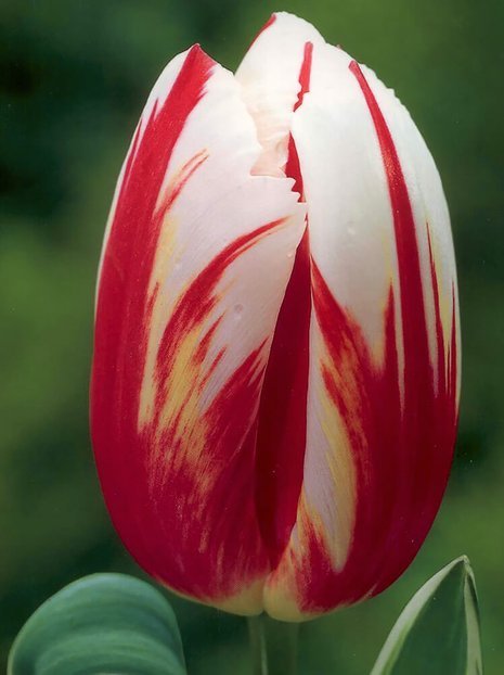 Tulipan Triumph (Tulipa) 'Happy Generation' 5 szt.