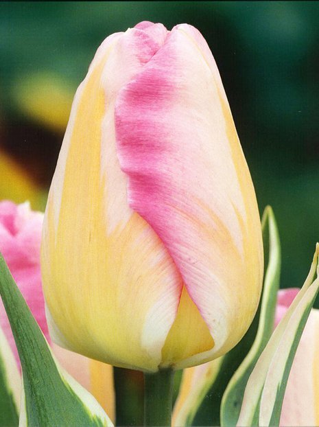 Tulipan Triumph (Tulipa) 'New Design' 5 szt.