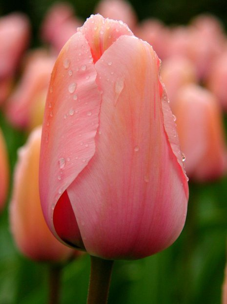 Tulipan Triumph (Tulipa) Różowy Najtańszy 15 szt.
