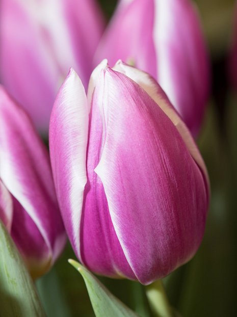 Tulipan Triumph (Tulipa) 'Synaeda Blue' 5 szt.