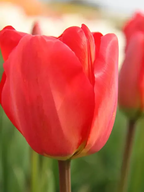 Tulipan (Tulipa) Darwina 'Apeldoorn' 5 szt.