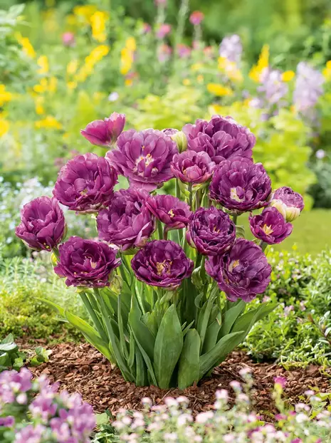 Tulipan (Tulipa) 'Exquisit'
