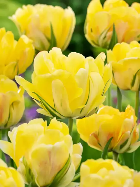 Tulipan (Tulipa) Pełny Późny 'Akebono' 3 szt.