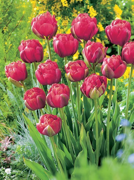 Tulipan (Tulipa) 'Renown Unique'