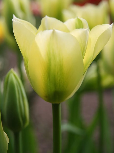 Tulipan (Tulipa) 'Spring green'