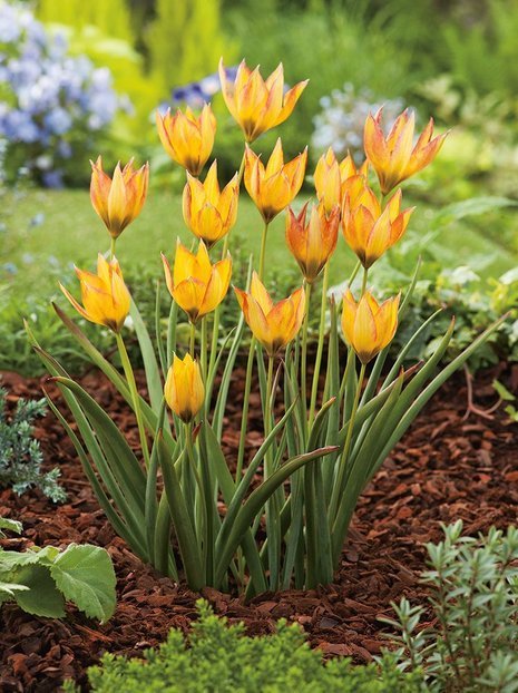 Tulipan (Tulipa) o.s. Orphanidea Flava