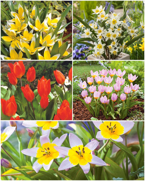 Zestaw Tulipany Botaniczne