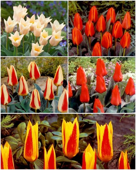 Zestaw Tulipany Niskie 2