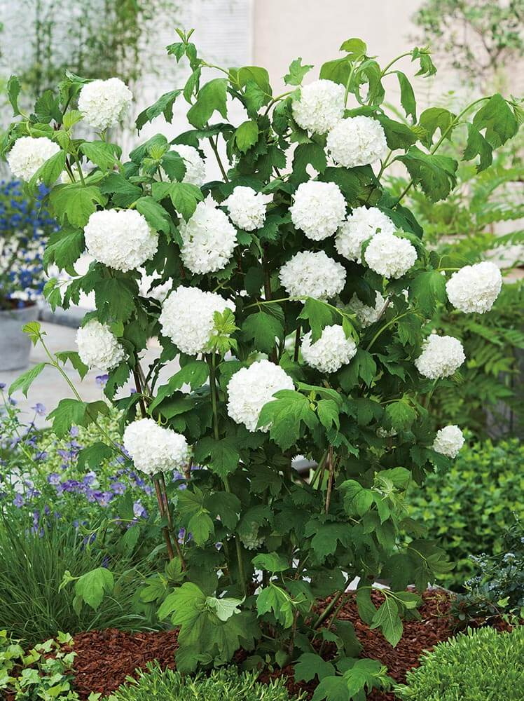 Kalina koralowa (Viburnum opulus) 'Roseum' Sklep Cebule.pl