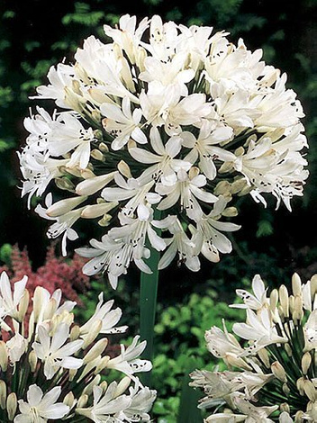 Agapant (Agapanthus) 'Albus'