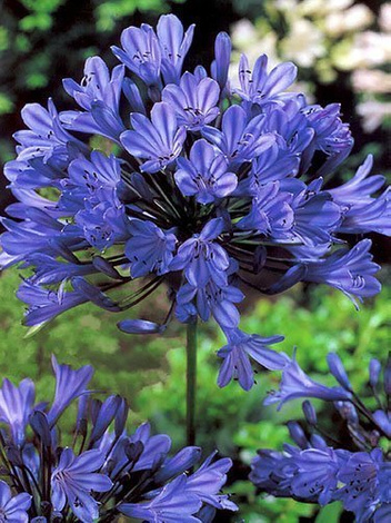 Agapant (Agapanthus) 'Blue'