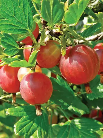 Agrest Czerwony (Ribes uva-crispa) odmiana czerwona - Krzew Owocowy