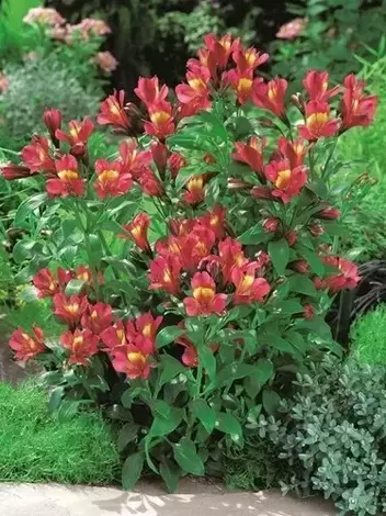 Alstremeria (Alstroemeria) 'Red Hybrid'