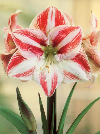 Amarylis ( Hippeastrum ) Clown cebulka XXL 1 szt.
