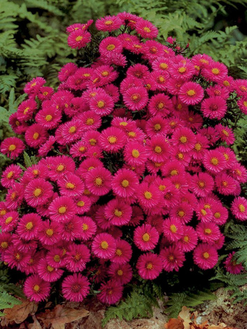 Aster krzaczasty (Aster dumosus) 'Jenny'