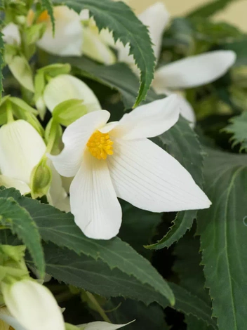 Begonia Boliviensis Santa Barbara