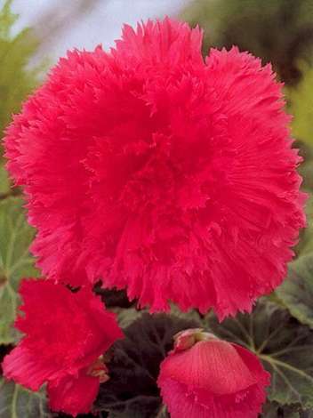 Begonia strzępiasta (Begonia fimbriata) Różowa 1 szt.