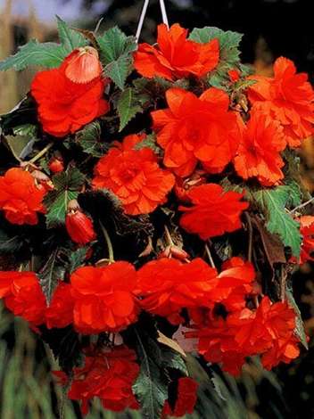 Begonia zwisająca (Begonia pendula cascade) Czerwona