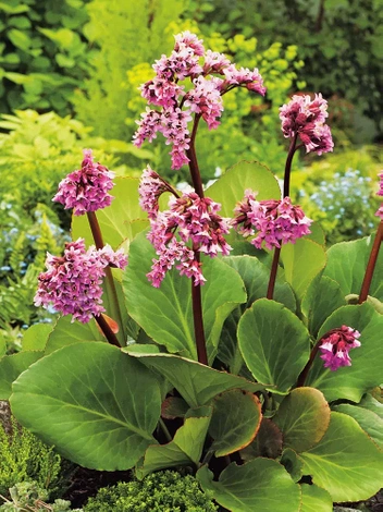Bergenia sercolistna (Bergenia cordifolia)